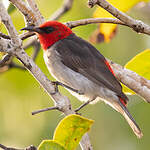 Myzomèle à tête rouge