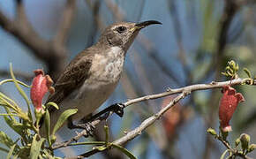 Black Honeyeater