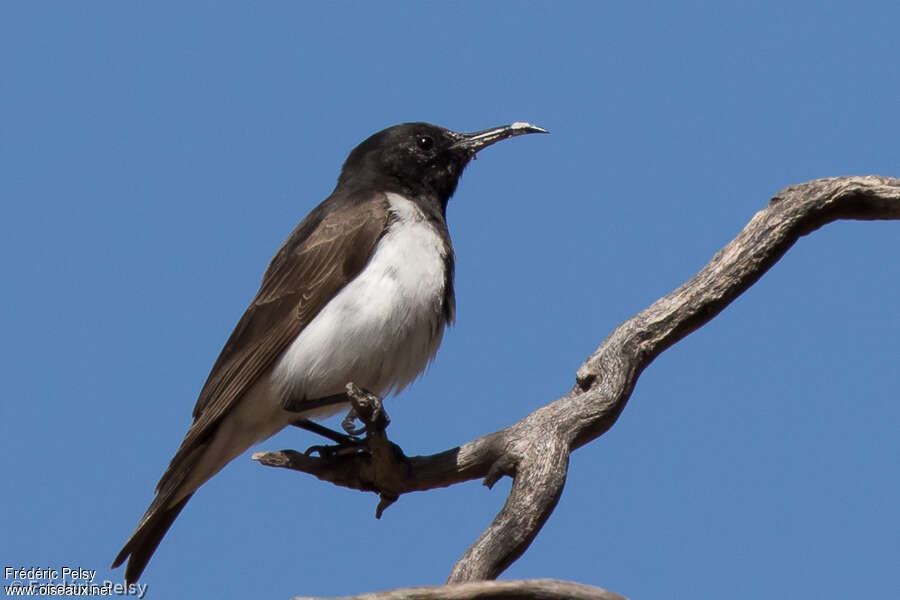 Black Honeyeater male adult, identification