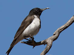 Black Honeyeater