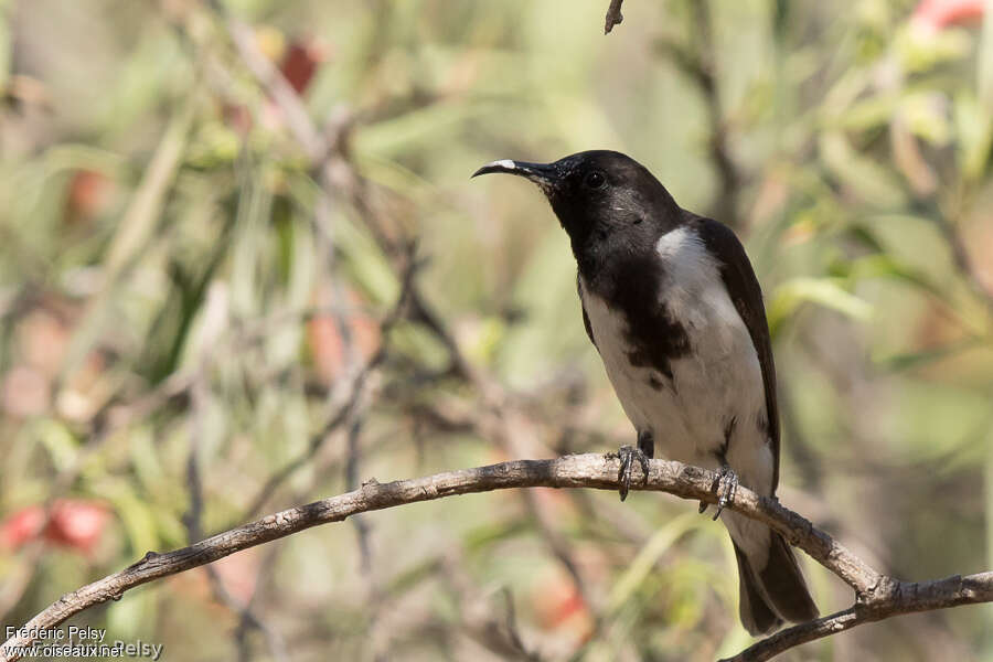 Black Honeyeater male adult