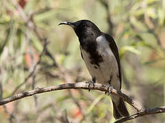 Black Honeyeater