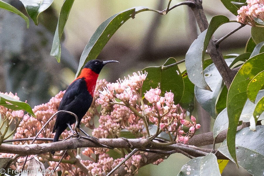 Red-collared Myzomela male