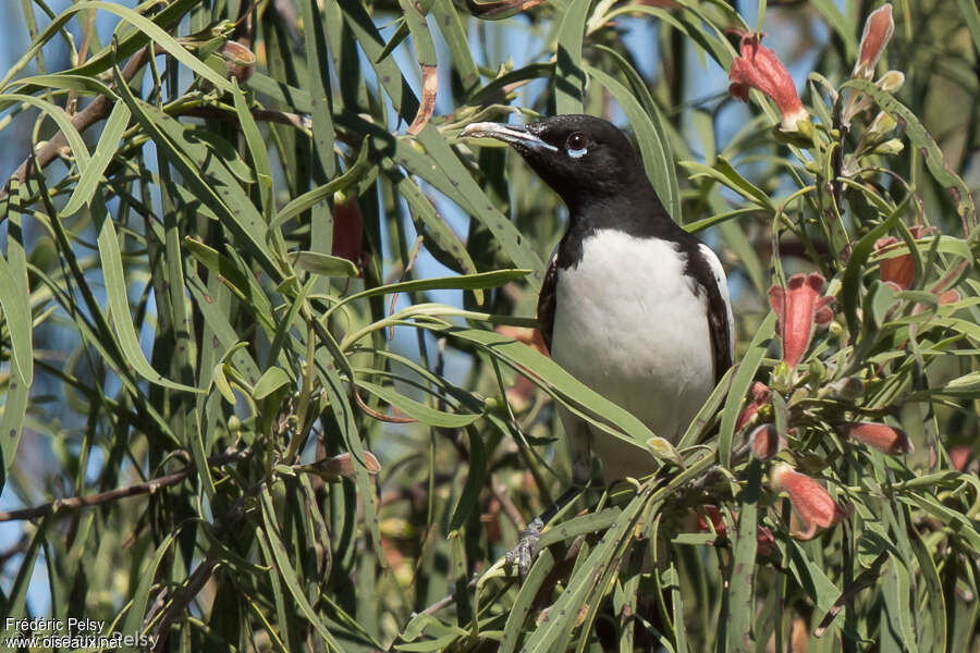 Pied Honeyeater male adult, close-up portrait