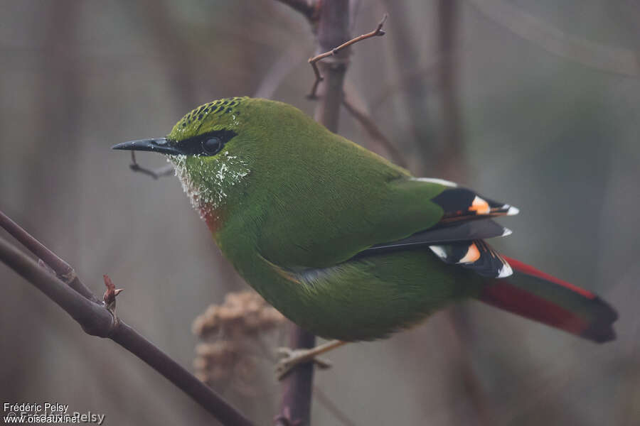 Fire-tailed Myzornis female adult breeding, close-up portrait