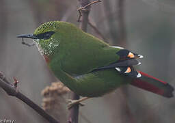 Fire-tailed Myzornis