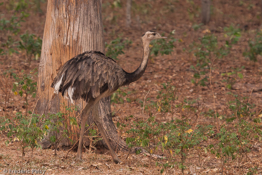 Greater Rhea