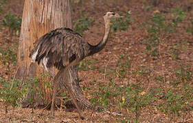 Greater Rhea