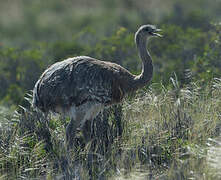 Lesser Rhea