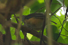 Kemp's Longbill