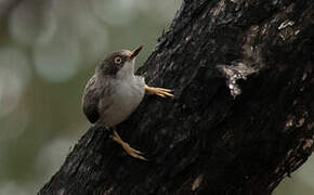 Varied Sittella