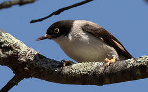 Varied Sittella