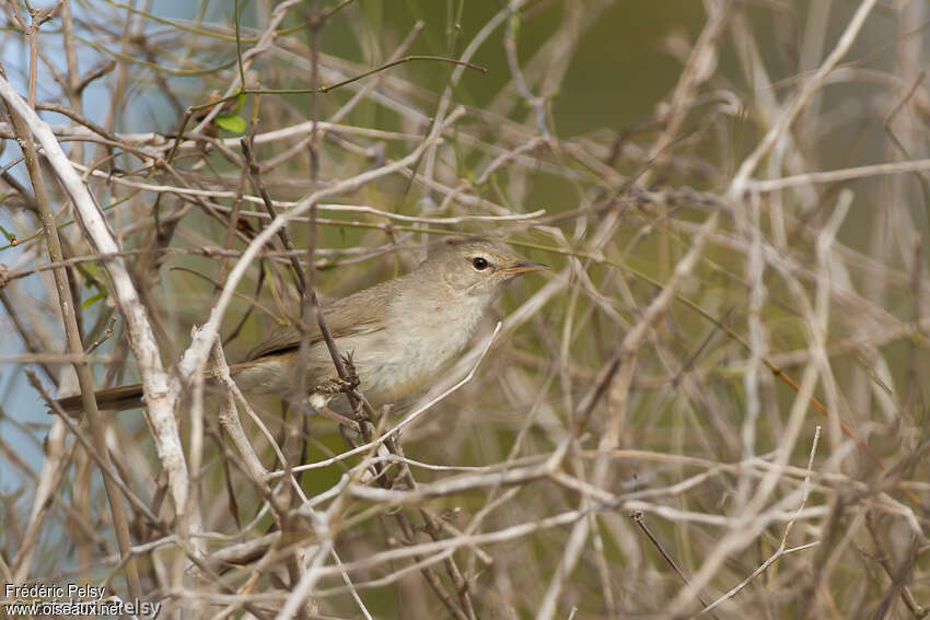 Subdesert Brush Warbleradult, identification