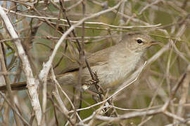 Subdesert Brush Warbler