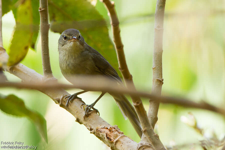 Malagasy Brush Warbleradult, identification