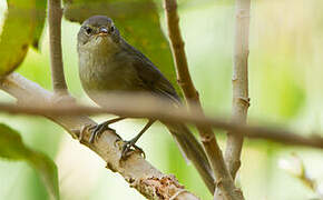 Malagasy Brush Warbler