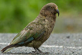 Kea