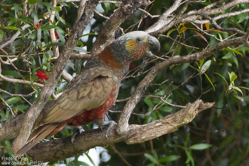 New Zealand Kakaadult, identification