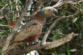 New Zealand Kaka