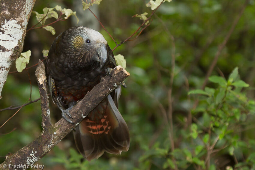 New Zealand Kakaadult