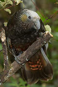 New Zealand Kaka