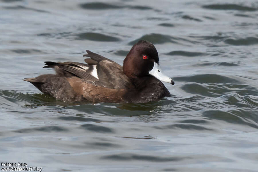 Southern Pochard male adult, identification