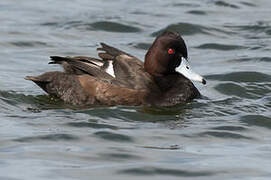 Southern Pochard