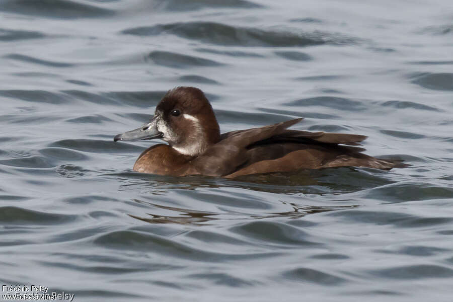 Southern Pochard female adult, identification