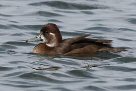 Southern Pochard