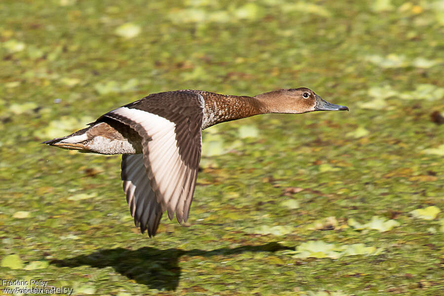 Rosy-billed Pochard female adult, Flight