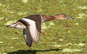 Rosy-billed Pochard