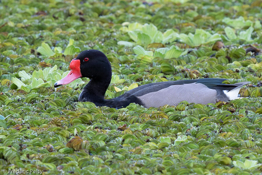 Rosy-billed Pochard male