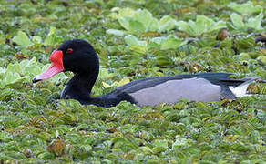 Rosy-billed Pochard