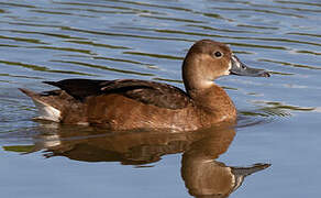 Rosy-billed Pochard