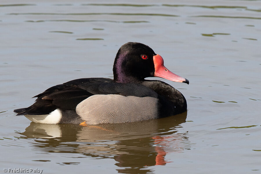 Rosy-billed Pochard male