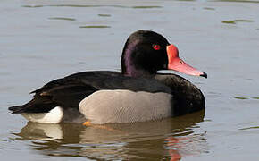 Rosy-billed Pochard