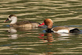 Red-crested Pochard