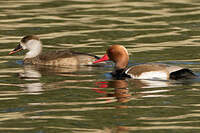 Nette rousse