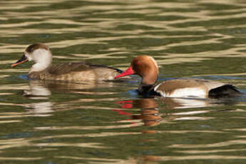 Nette rousse