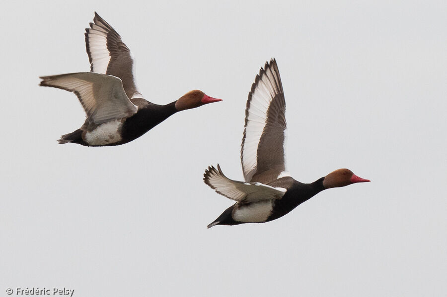 Red-crested Pochard male, Flight