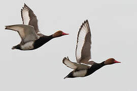 Red-crested Pochard