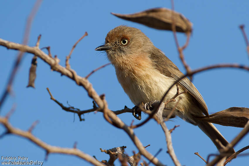 Newtonie d'Archboldadulte, identification