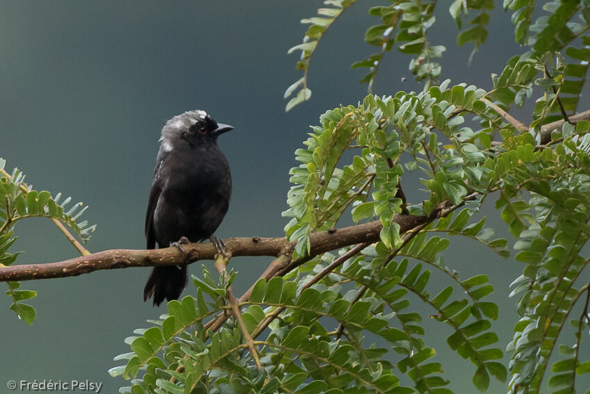 Grey-headed Nigrita