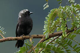 Grey-headed Nigrita