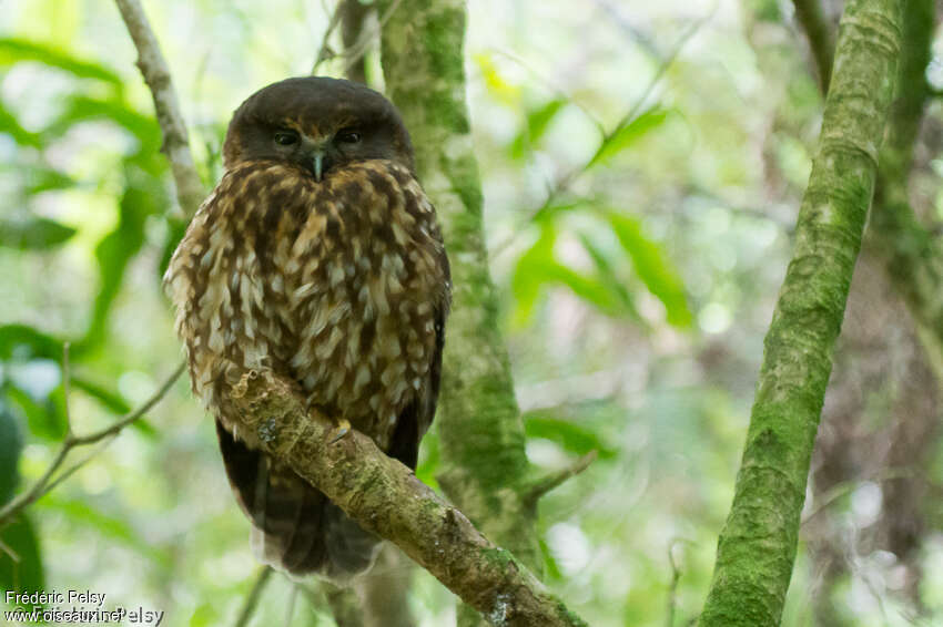 Ninoxe bouboukadulte, identification