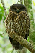 Morepork