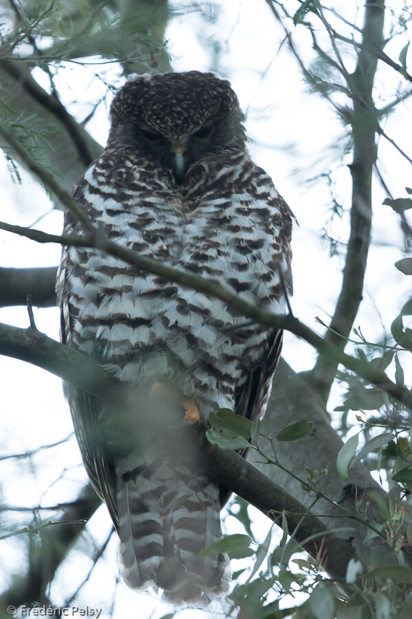 Powerful Owl