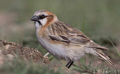 Niverolle à cou roux