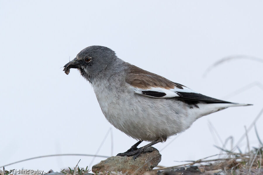 White-winged Snowfinchadult, eats