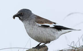 White-winged Snowfinch